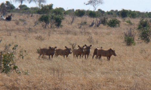 Zdjecie KENIA / Tsavo / Tsavo East / Kenya express