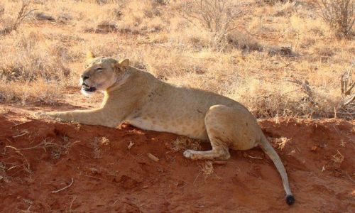 Zdjecie KENIA / - / Tsavo East / lwiczka
