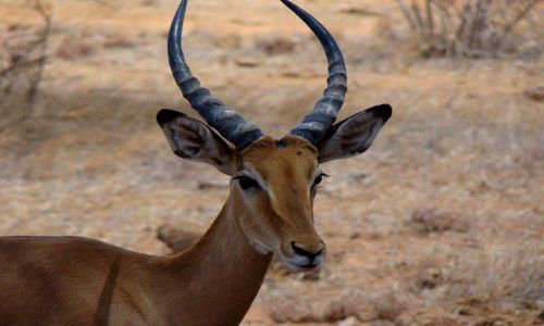Zdjecie KENIA / Tsavo / Tsavo East / Zdjcie prawie paszportowe