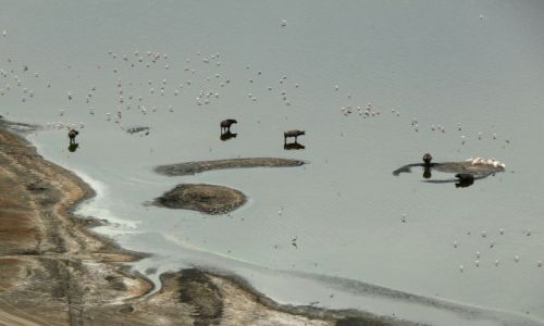 Zdjecie KENIA / - / Masai Mara / bawoy