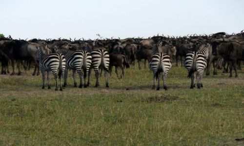 Zdjecie KENIA / - / Masai Mara / mamy was...