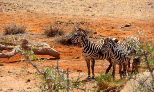 Zdjcie KENIA / Tsavo / Tsavo East / licznotki