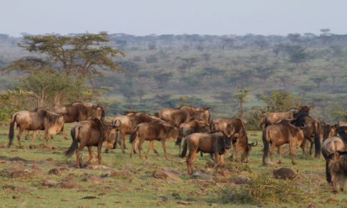 Zdjecie KENIA / MasaiMara / Masai Mara / o poranku