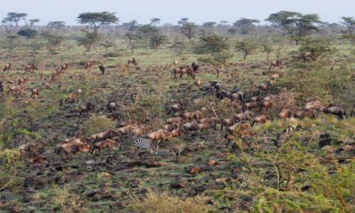 Zdjecie KENIA / Masai Mara / Masai Mara / bez tytuu