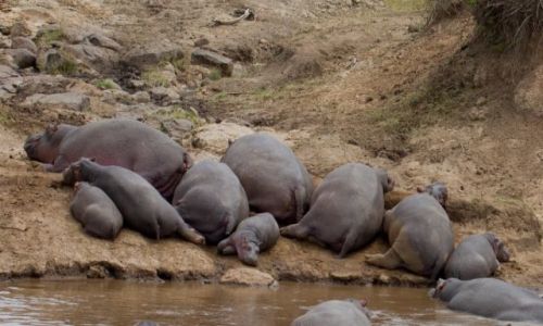 Zdjecie KENIA / Masai Mara / Masai mara / wtek grilowy - reaktywacja