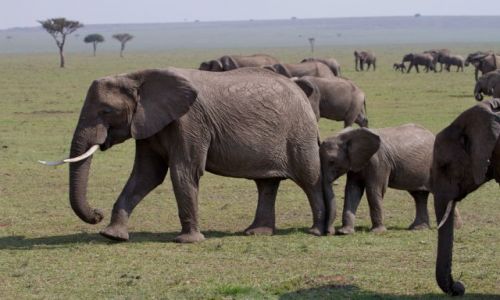 Zdjecie KENIA / Masai Mara / Masai Mara / za mamusi raniej