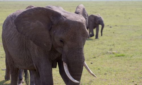 Zdjecie KENIA / Masai Mara / Masai Mara / Mamusiu, ale ty masz wielkie uszy.....