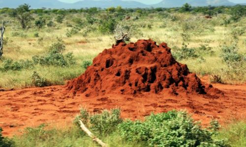 Zdjcie KENIA / Tsavo East  / Tsavo National Park  / termitowe sypialnie 