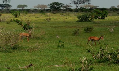 Zdjcie KENIA / Tsavo East  / Park narodowy  / krajobraz z rogiem 