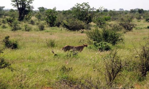Zdjcie KENIA / Tsavo East  / Park narodowy  / Pan Gepard 