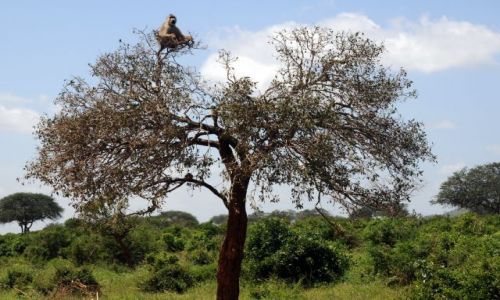 Zdjcie KENIA / Tsavo East  / Park narodowy  / ide na taras 
