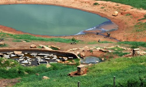 Zdjcie KENIA / Tsavo East / Tsavo National Park / malpy przy wodopoju 
