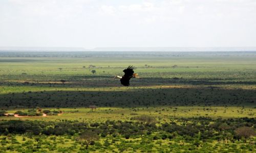 Zdjcie KENIA / Tsavo East  / Tsavo National Park / To Tu zimuj! 