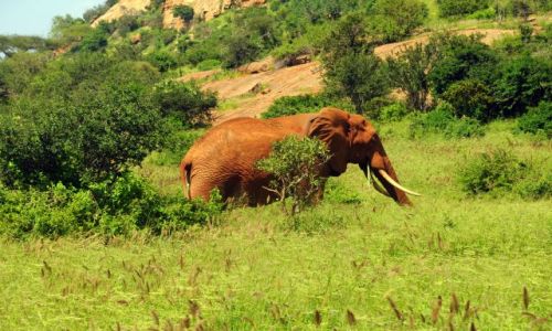 Zdjecie KENIA / Tsavo East / Tsavo National Park / krzeak na tle slonia i slon na tle krzaka 