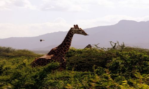 Zdjcie KENIA / Tsavo East / Tsavo National Park / nie pokazuj jezyka, bo . . . 
