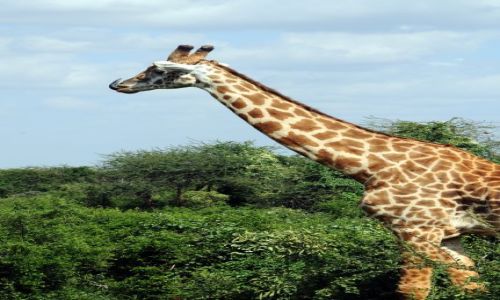 Zdjecie KENIA / Tsavo East / Tsavo National Park / no nie pokazuj!
