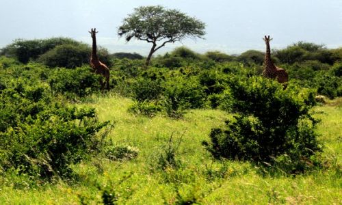 Zdjecie KENIA / Tsavo East / Tsavo National Park / las zyrafas
