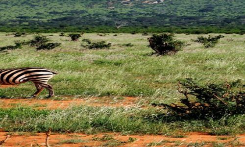 Zdjcie KENIA / Tsavo East / Tsavo National Park / poczekaj, nie odchodz!