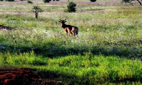 Zdjęcie KENIA / Tsavo East / road  / antylopa krowia o poranku