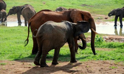Zdjęcie KENIA / Tsavo East / saltlick  / czerwony i zupelnie nie