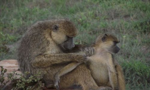 Zdjecie KENIA / - / Amboseli/Diani / Spenione marzenia!