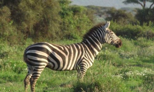 Zdjecie KENIA / - / Amboseli/Diani / spenione marzenia II
