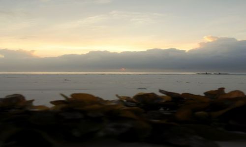 Zdjcie KENIA / Diani / Beach / wszystko przez algi 