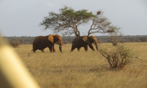 Zdjecie KENIA / Poudniowo-wschodnie sawanny / Safari Tsavo East / Kenia