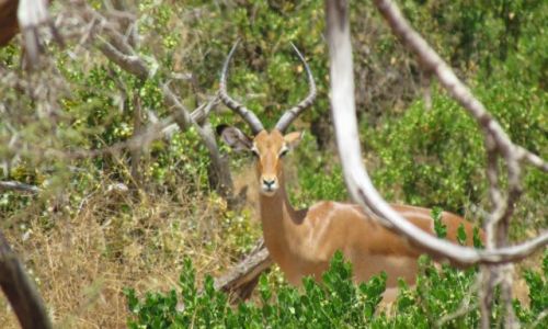 Zdjecie KENIA / - / Safari Tsavo East / ZWIERZACZKI