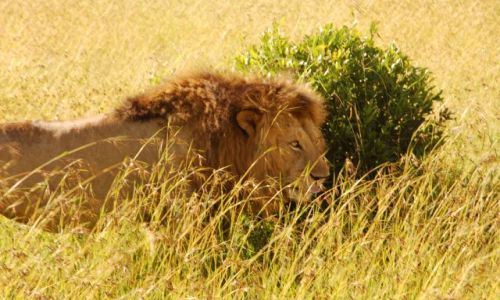 Zdjecie KENIA / - / Kenia / Lew
