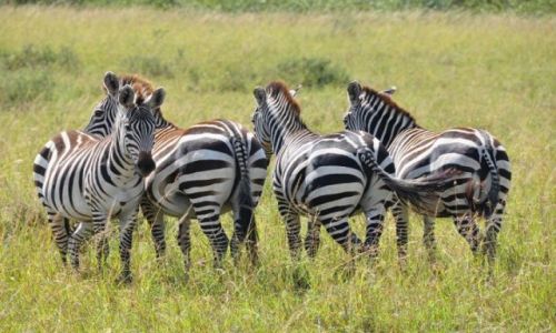 Zdjecie KENIA / - / Masai Mara / Na posterunku