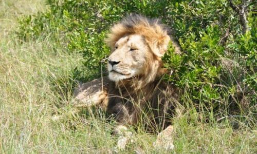 Zdjecie KENIA / - / Masai Mara / Odpoczynek