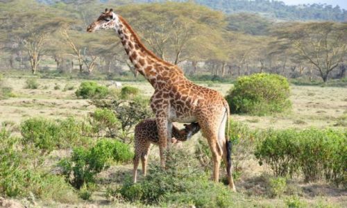 Zdjecie KENIA / Naivasha / PN Naivasha / niadanie