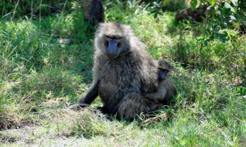 Zdjcie KENIA / Naivasha / PN Nakuru / Pawiania mama