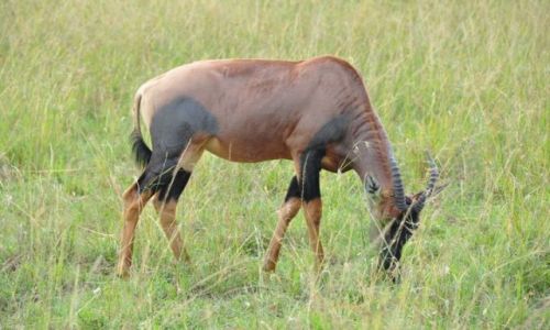 Zdjęcie KENIA / - / Masai Mara / Topi