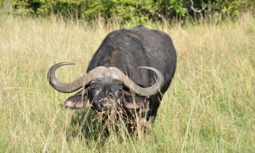 Zdjecie KENIA / - / Masai Mara / Baw