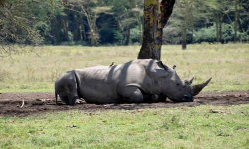 Zdjecie KENIA / - / PN Jeziora Nakuru / Rhino