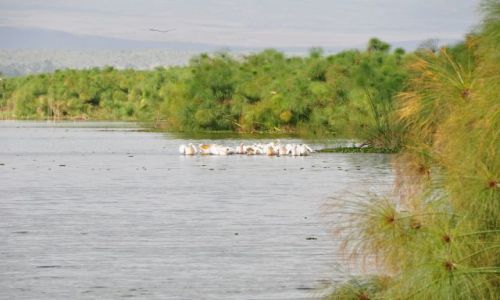 Zdjcie KENIA / Naivasha / Jezioro Naivasha / Pelikany i papirusy