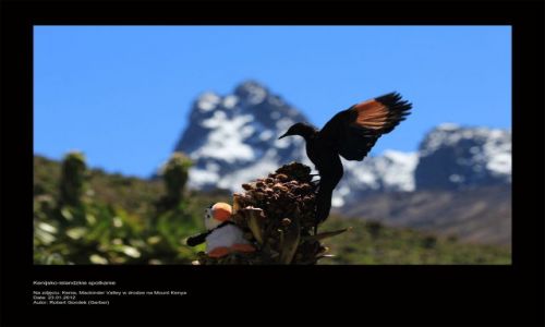 Zdjęcie KENIA / - / Mount Kenya / Kenijsko-islandzkie spotkanie