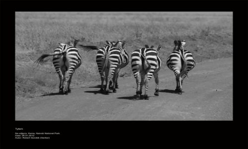 Zdjecie KENIA / - / Nairobi National Park / Tyem