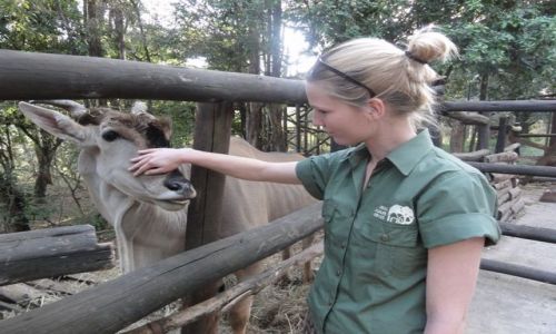 KENIA / - / Nairobi / najwiksza ze wszystkich antylop - Eland