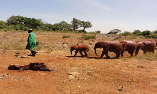 Zdjecie KENIA / - / Nairobi / uwaga, sonie na drodze!