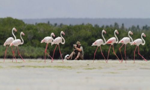 Zdjecie KENIA / Watamu / Mida Creek / Konkurs-Marzenia