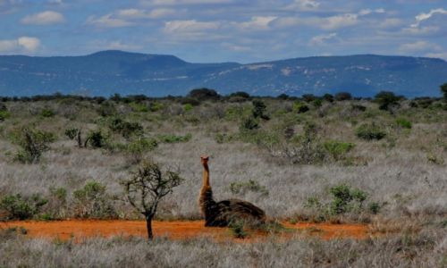 Zdjcie KENIA / Tsawo West / park narodowy / kenijskie safari