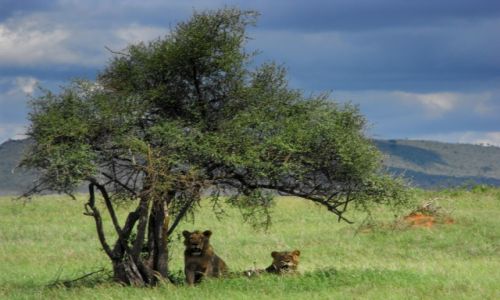 Zdjecie KENIA / Tsawo West / park narodowy / kenijskie safari