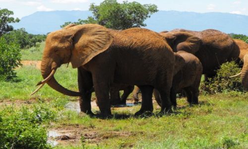 Zdjecie KENIA / Tsawo West / park narodowy / kenijskie safari
