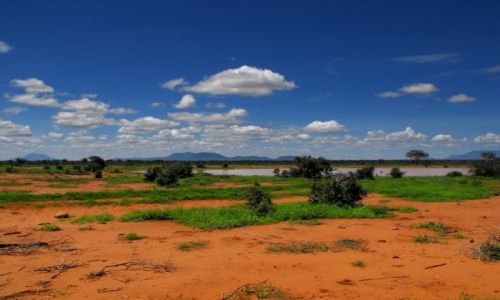 Zdjecie KENIA / Tsawo West / park narodowy / kenijskie safari