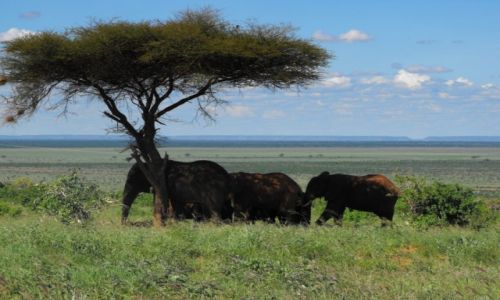 Zdjecie KENIA / Tsawo East National Park / teren parku / kenijskie wspomnienia