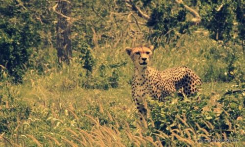 Zdjecie KENIA / Tsavo West. / Thaita Hills / Cheetah.