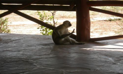 Zdjecie KENIA / Tsavo East / Satao Camp / Luz